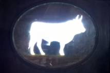 Entraînement en Camargue, à La Marisma, chez le Maestro Joël MATRAY… Entraînement en Camargue, à La Marisma, chez le Maestro Joël MATRAY…