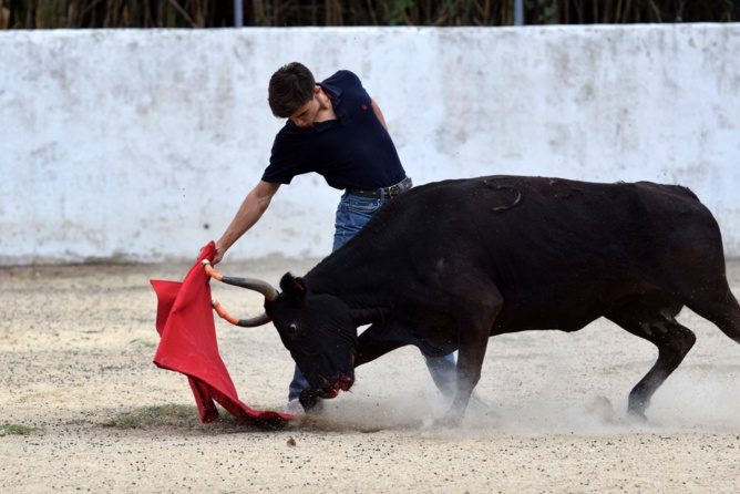 Rafaël très assuré à la muleta Rafaël très assuré à la muleta