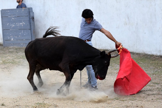 Excellent Nino Excellent Nino