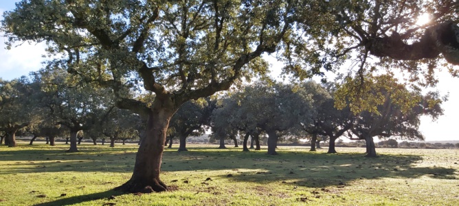 Campo Cerrado Campo Cerrado