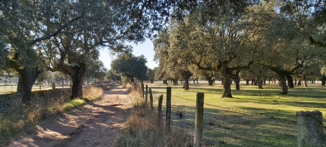 Le chemin menant à la ganaderia Le chemin menant à la ganaderia