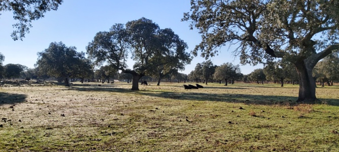 Les toros au campo