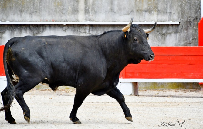 Arènes de Plan d'Orgon Arènes de Plan d'Orgon