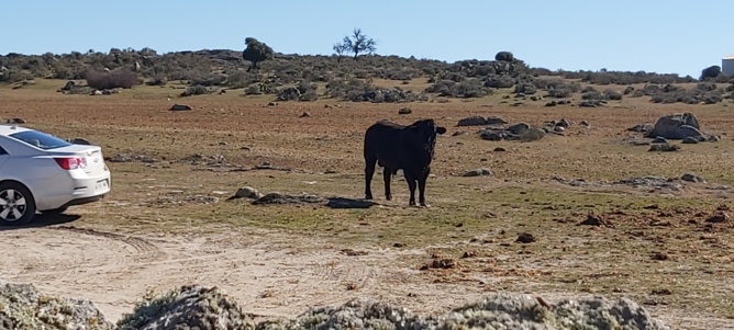 Chronique d'un stage à Salamanca...