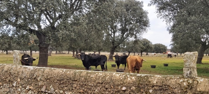 Chronique d'un stage à Salamanca... Chronique d'un stage à Salamanca...