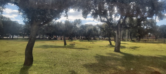 Les bédigues Les bédigues