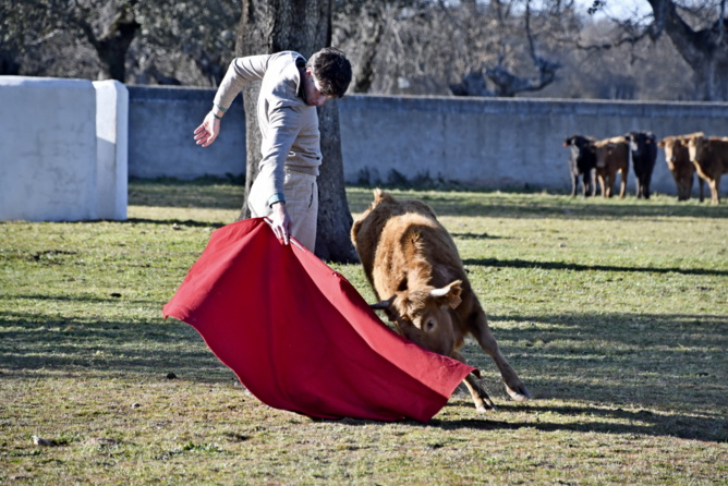 Le Maestro Tibo Garcia accompagne la vache (Crédit JL Jouet)