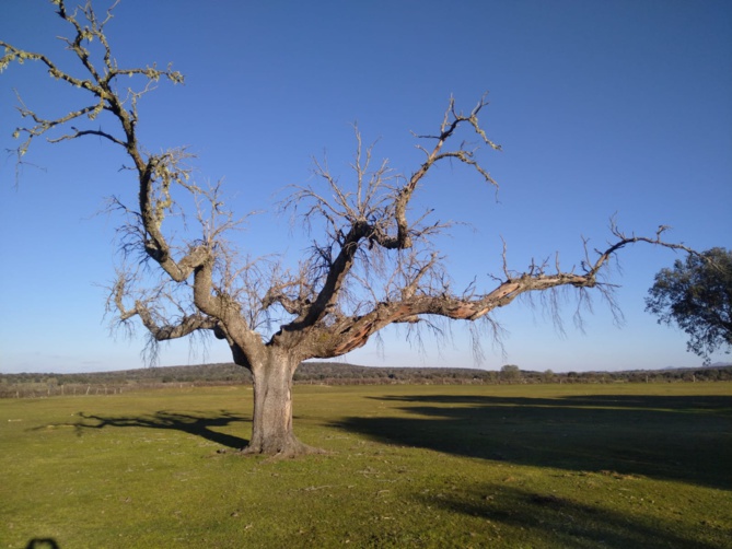 Sculpture sur bois Sculpture sur bois