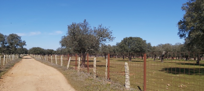 Les piquets de granit Les piquets de granit