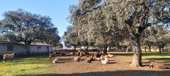 Les bédigues au soleil