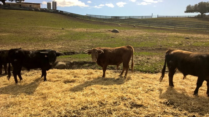 GANADERIA MARTIN CAMPOS GANADERIA MARTIN CAMPOS