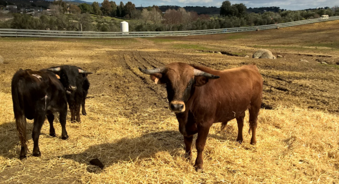 GANADERIA MARTIN CAMPOS GANADERIA MARTIN CAMPOS