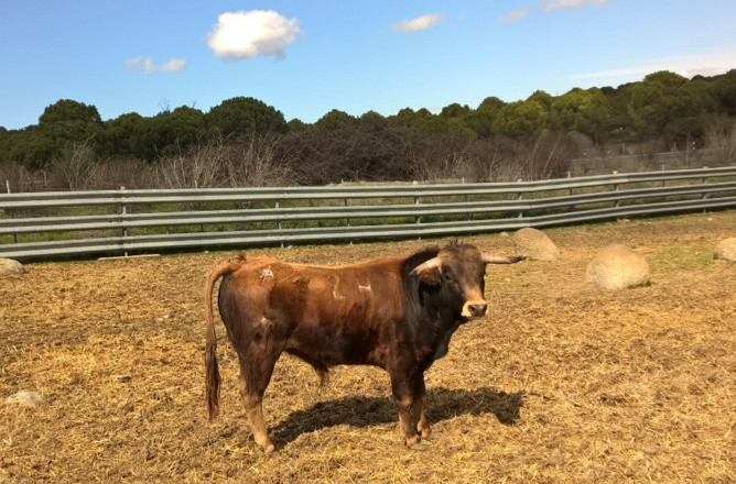 GANADERIA MARTIN CAMPOS GANADERIA MARTIN CAMPOS