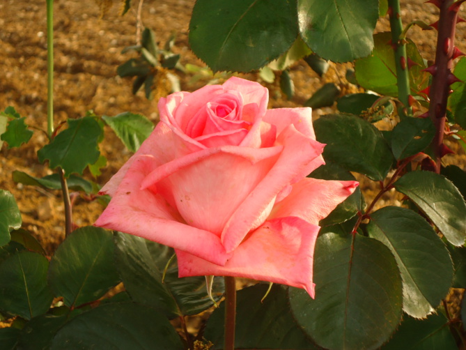 Histoire ordinaire d'un Stage 2015...pas ordinaire ! Histoire ordinaire d'un Stage 2015...pas ordinaire !