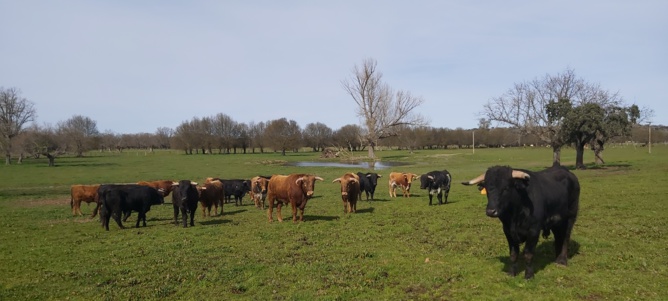 Chroniques salmantines 2024 : Dimanche et Lundi Chroniques salmantines 2024 : Dimanche et Lundi