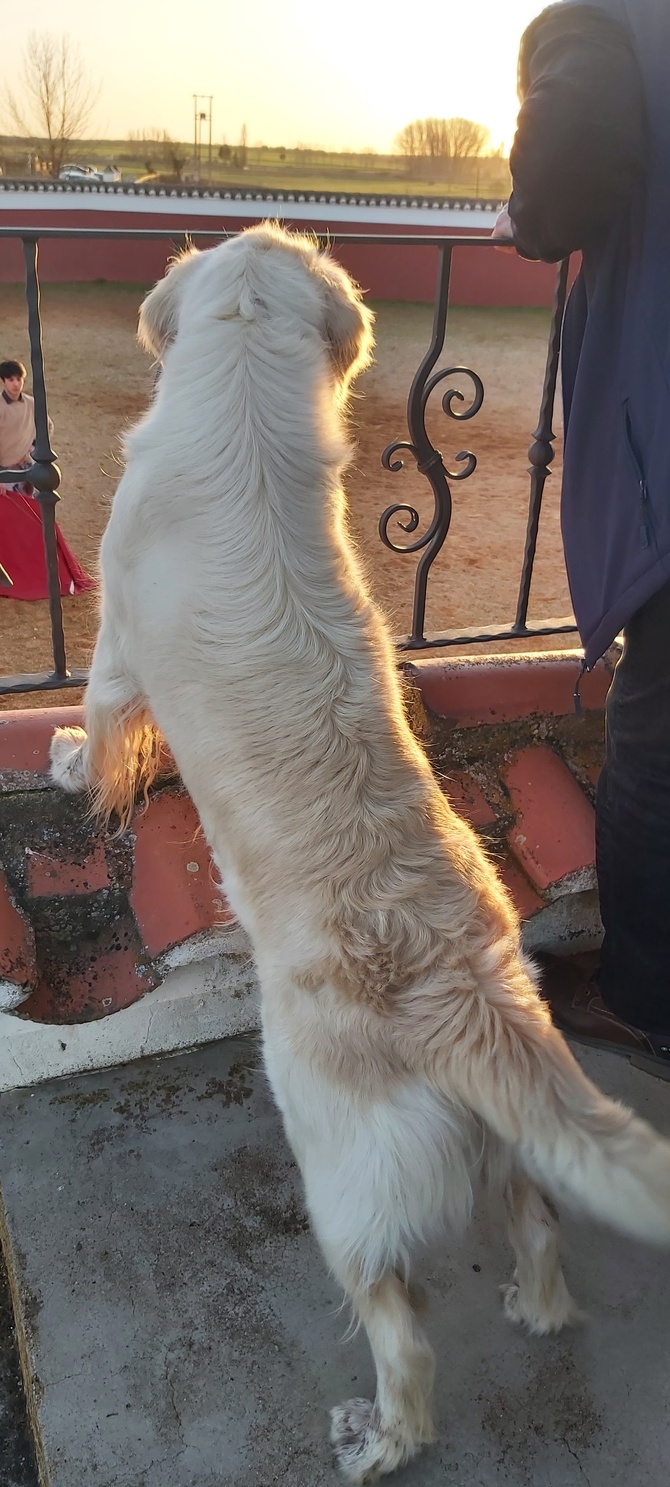 Chroniques salmantines 2026 - Jour 4 Chroniques salmantines 2026 - Jour 4