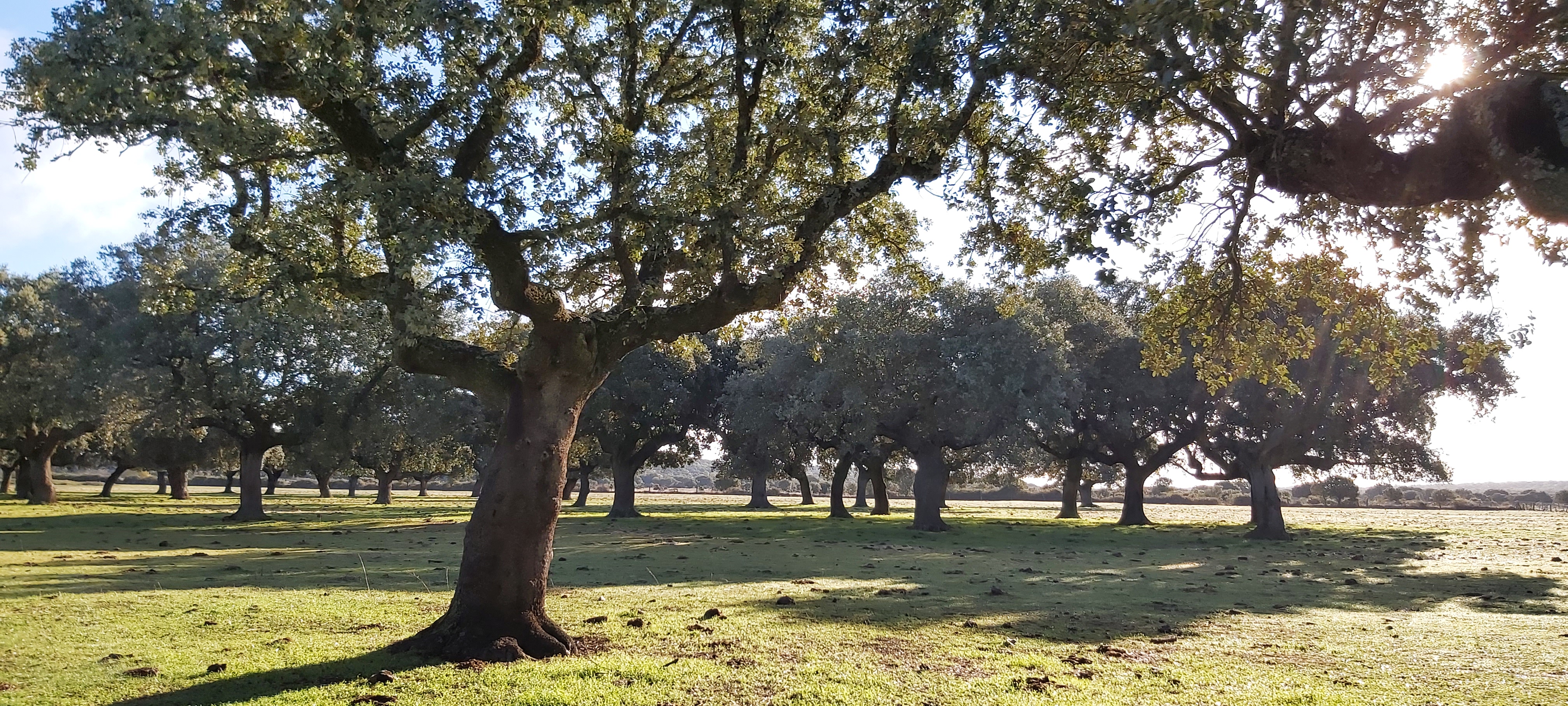 Campo Cerrado Campo Cerrado