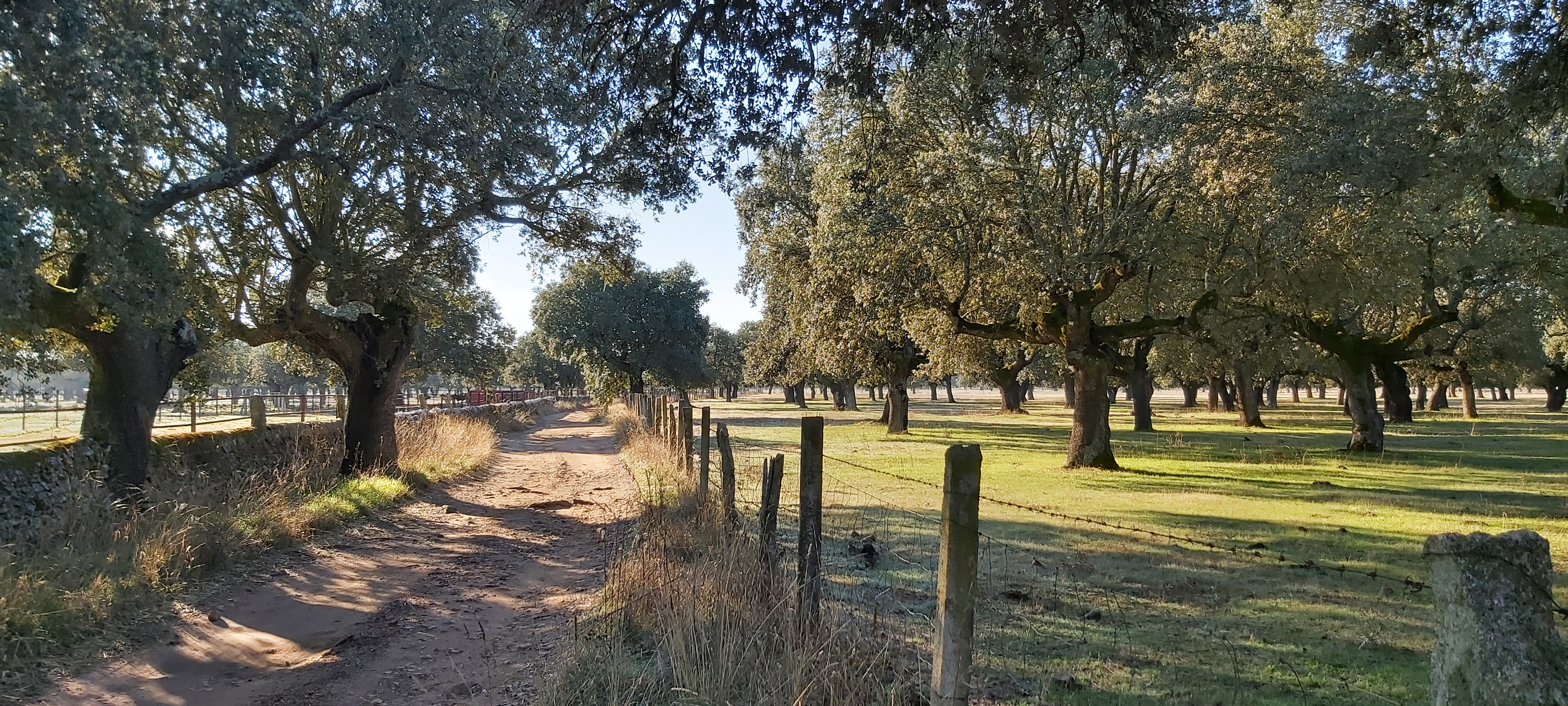 Le chemin menant à la ganaderia