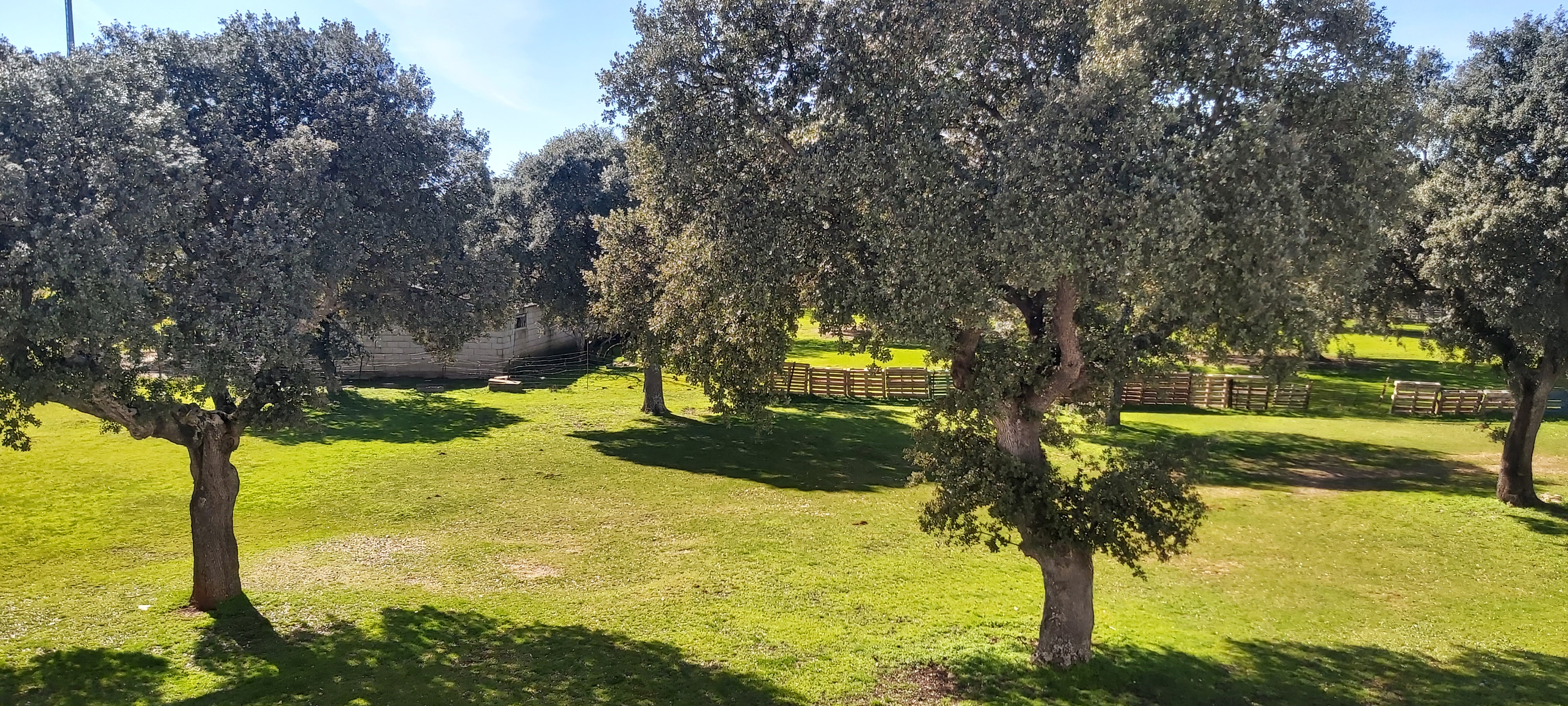 Chroniques salmantines 2026