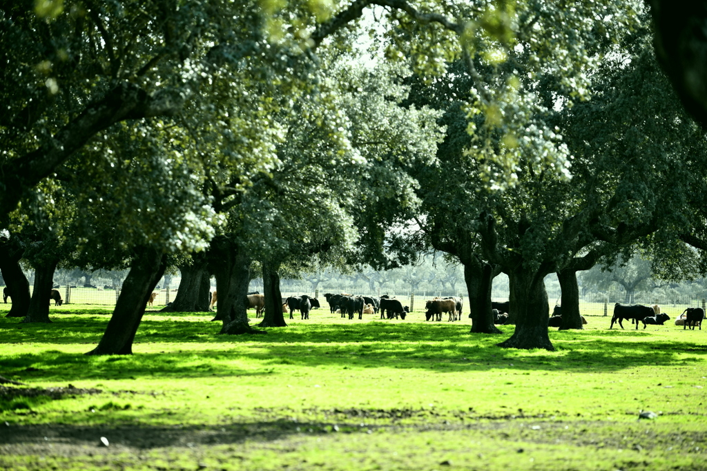 Chroniques salmantines 2026 - Jour 3