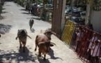 Dans la peau d'un torero...